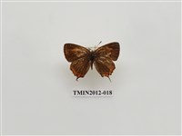 藏品(紫日灰蝶)的圖片